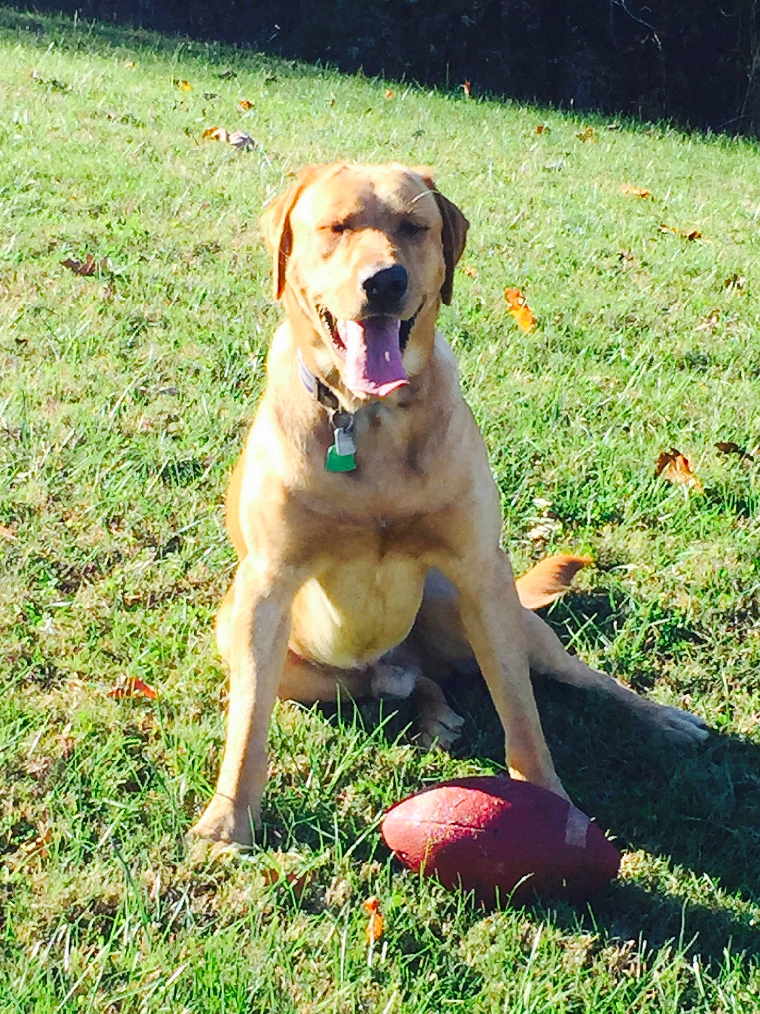 Axle joined the competition — help win amazing prizes! ball, canidae, carnivore, collar, companion_dog, dog, dog_breed, dog_toy, fawn, grass, grass_family, groundcover, hunting_dog, lawn, mammal, retriever, snout, sporting_group, tail, working_animal
