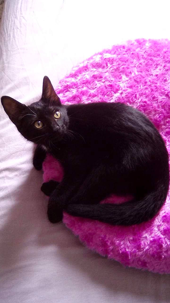 Phebi participe au concours pour gagner de l'argent avec cette photo : asian, black_cat, bombay, carnivore, cat, domestic_short_haired_cat, felidae, german_rex, havana_brown, kitten, korat, magenta, pink, purple, small_to_medium_sized_cats, tail, whiskers