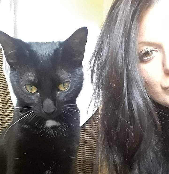 Phebi participe au concours pour gagner de l'argent avec cette photo : asian, black_cat, black_hair, bombay, carnivore, cat, domestic_short_haired_cat, ear, eye, felidae, fur, hair, havana_brown, kitten, nose, photography, small_to_medium_sized_cats, snout, whiskers