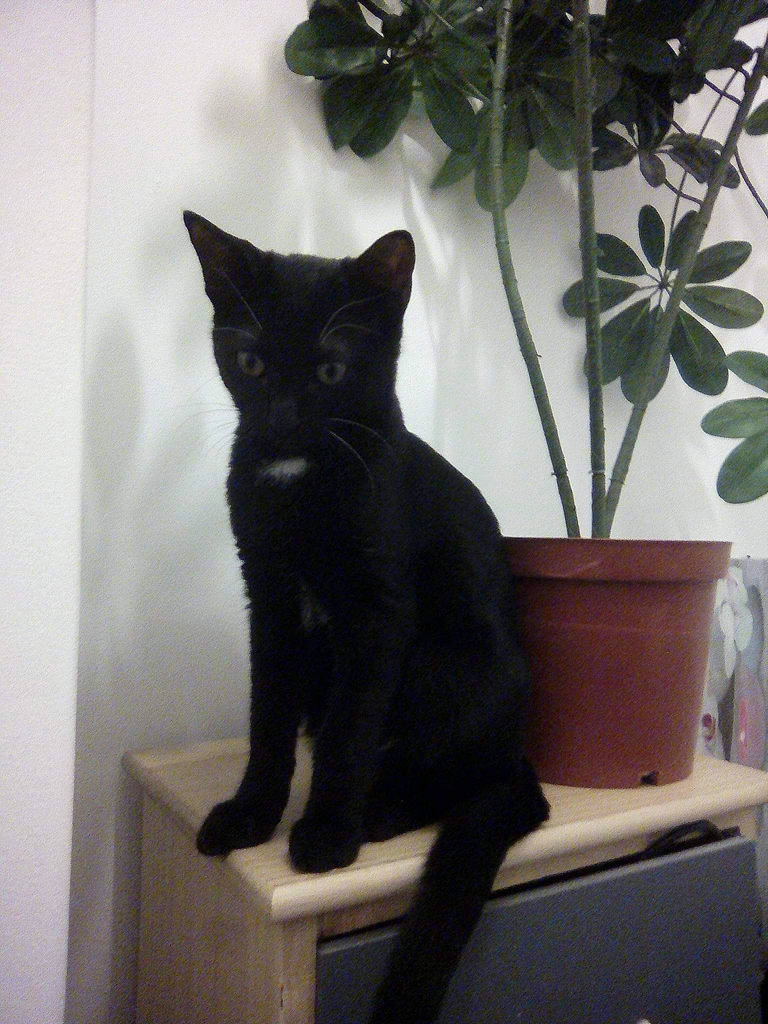 Phebi participe au concours pour gagner de l'argent avec cette photo : asian, black, black_cat, bombay, carnivore, cat, domestic_short_haired_cat, felidae, korat, plant, russian_blue, small_to_medium_sized_cats, tail, whiskers, window