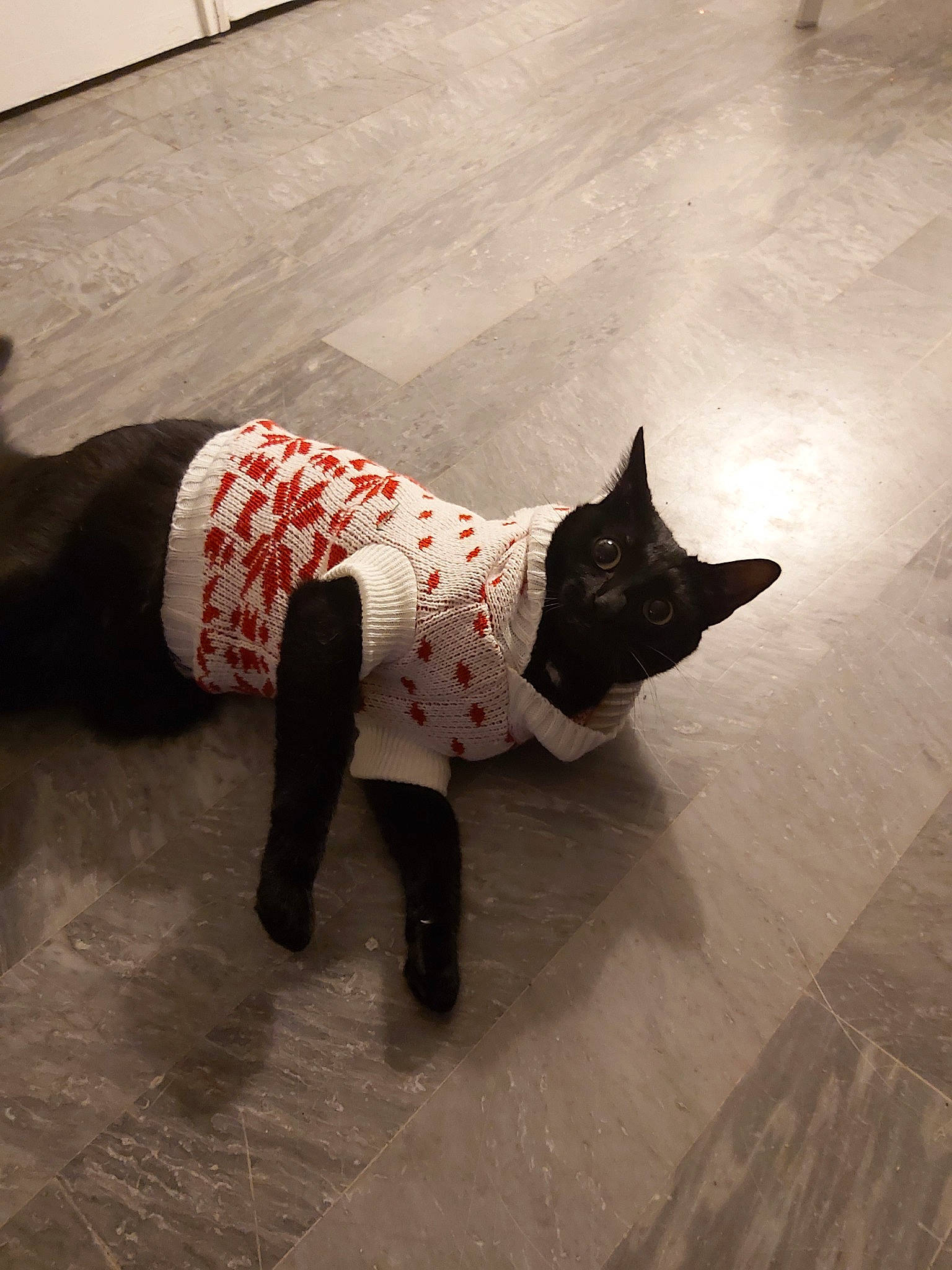 Mamina participe au concours pour gagner de l'argent avec cette photo : canidae, carnivore, cat, dog, dog_breed, dog_clothes, fawn, felidae, floor, flooring, non_sporting_group, schipperke, small_to_medium_sized_cats, tail