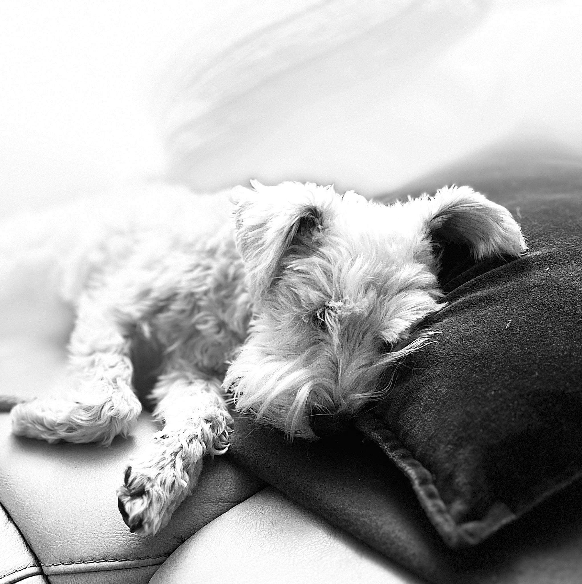 Nesti participe au concours pour gagner de l'argent avec cette photo : canidae, carnivore, comfort, companion_dog, dog, dog_breed, fur, grey, monochrome, monochrome_photography, nap, paw, puppy, sitting, sporting_group, style, terrier, toy_dog, whiskers, working_animal