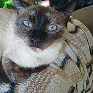 Weezie joined the competition — help win amazing prizes! cat, siamese_cat, blue_eyes, close_up, pet, feline, animal, indoor, blanket, patterned_blanket, relaxed, fur, whiskers, ears, nose, paw, comfort, resting, cute, portrait