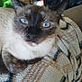 cat, siamese_cat, blue_eyes, close_up, pet, feline, animal, indoor, blanket, patterned_blanket, relaxed, fur, whiskers, ears, nose, paw, comfort, resting, cute, portrait
