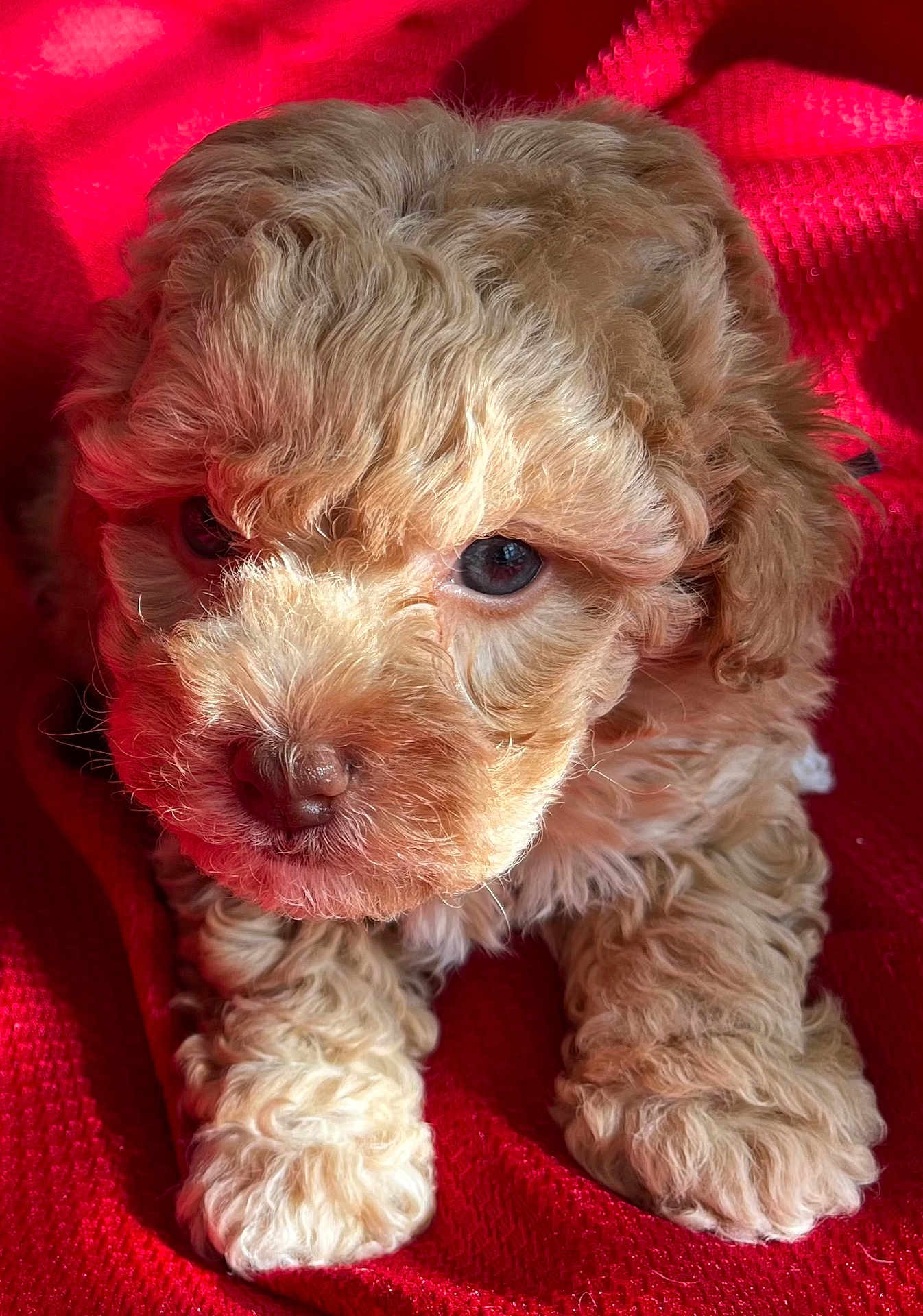 Noodles is registered to the contest to win money with this photo: puppy, dog, curly_fur, brown_fur, face, nose, eyes, paw, red_blanket, blanket, closeup, portrait, cute, pet, young, indoor, fur_texture, small, cuddly, sunlight