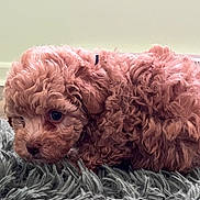 Noodles joined the competition — help win amazing prizes! dog, puppy, poodle, curly_fur, fluffy, brown_fur, rug, carpet, indoor, pet, close_up, portrait, animal, fur_texture, looking_left, big_eyes, nose, whiskers, small_puppy, soft