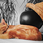 Arès participe au concours pour gagner de l'argent avec cette photo : cat, sleeping, orange_tabby, plant, indoor, mannequin_head, straw_hat, cozy, feline, resting, fur, collar, leafy_plant, black_object, texture, close_up, domestic_animal, quiet, relaxation, background