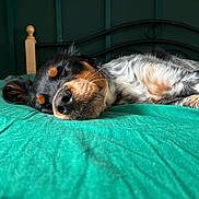 Pogie participe au concours pour gagner de l'argent avec cette photo : dog, sleeping, bed, green_bedspread, indoor, relaxation, rest, canine, fur, black_and_tan, white_fur, cozy, peaceful, nap, head, closeup, household, furniture, quiet, domestic