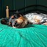 dog, sleeping, bed, green_bedspread, indoor, relaxation, rest, canine, fur, black_and_tan, white_fur, cozy, peaceful, nap, head, closeup, household, furniture, quiet, domestic