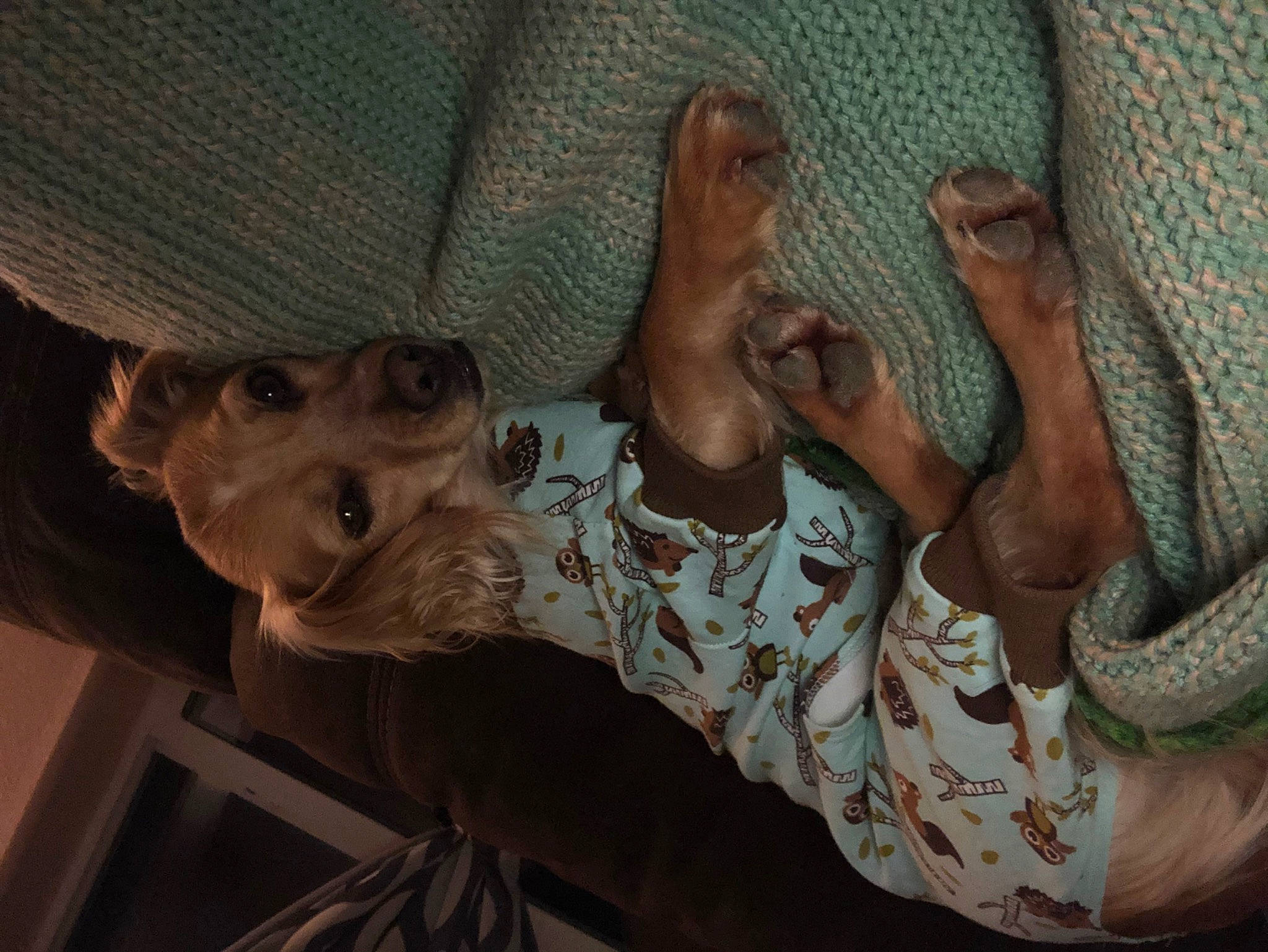 Dasie joined the competition — help win amazing prizes! comfort, dog, elbow, fawn, finger, flesh, foot, gesture, human_leg, linens, military_camouflage, mouth, nail, pattern, textile, thigh, thumb, toe, wood, wrist