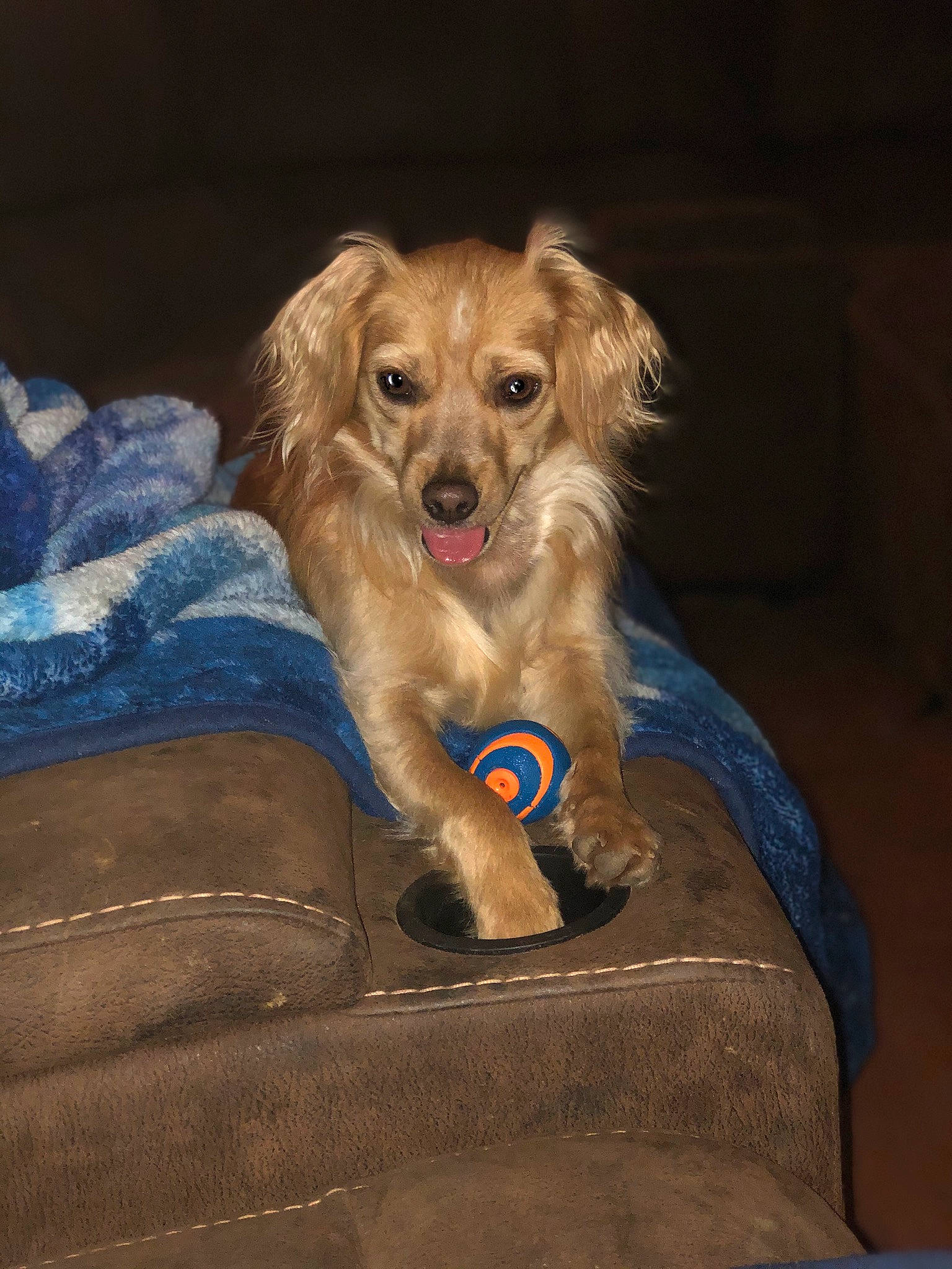 Dasie joined the competition — help win amazing prizes! canidae, carnivore, companion_dog, dog, dog_breed, dog_supply, fawn, fur, liver, snout, sporting_group, toy_dog, whiskers, working_animal, working_terrier