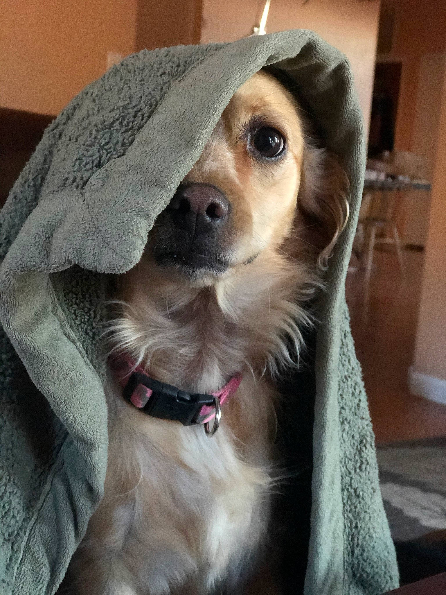 Dasie is registered to the contest to win money with this photo: canidae, carnivore, collar, companion_dog, dog, dog_breed, dog_clothes, dog_collar, dog_supply, eyewear, fashion_accessory, fawn, fur, hat, leash, personal_protective_equipment, pet_supply, snout, sporting_group, whiskers