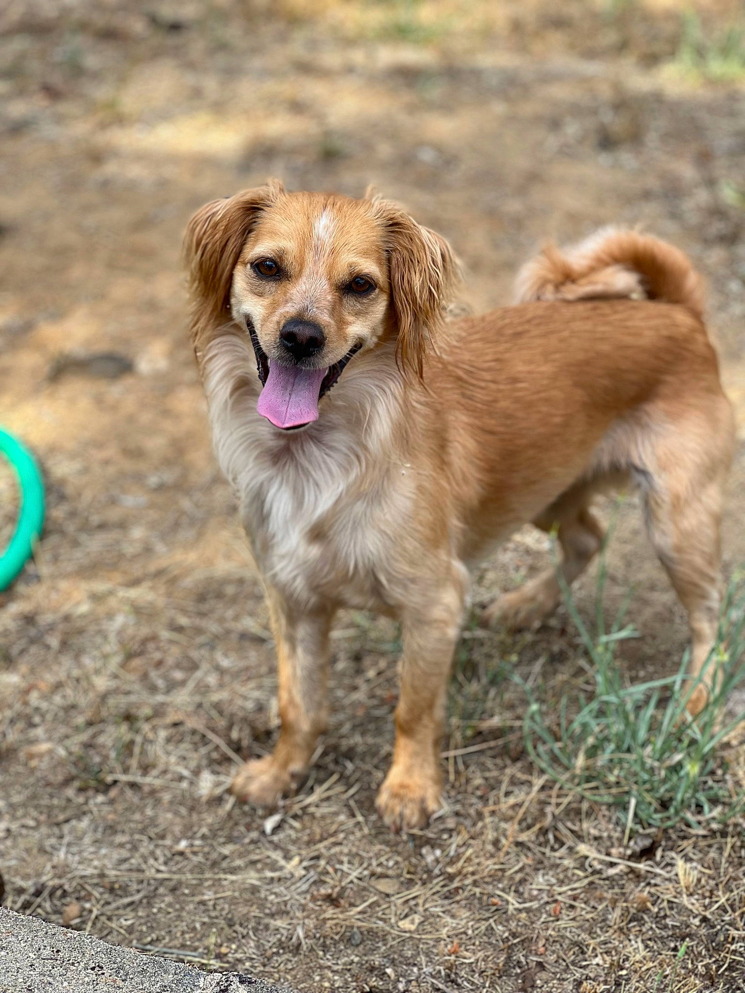 Dasie joined the competition — help win amazing prizes! canidae, carnivore, companion_dog, dog, dog_breed, fawn, fur, grass, gun_dog, hunting_dog, liver, plant, retriever, snout, soil, sporting_group, tail, terrestrial_animal, tree, wildlife