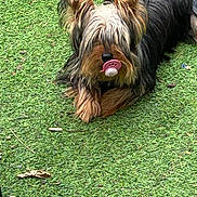 Unjoy participe au concours pour gagner de l'argent avec cette photo : adorable, animal, canine, cute, dog, fluffy, funny, fur, grass, green, lying_down, nature, outdoor, pacifier, pet, playful, relaxed, small_dog, tongue, yorkshire_terrier
