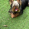 adorable, animal, canine, cute, dog, fluffy, funny, fur, grass, green, lying_down, nature, outdoor, pacifier, pet, playful, relaxed, small_dog, tongue, yorkshire_terrier