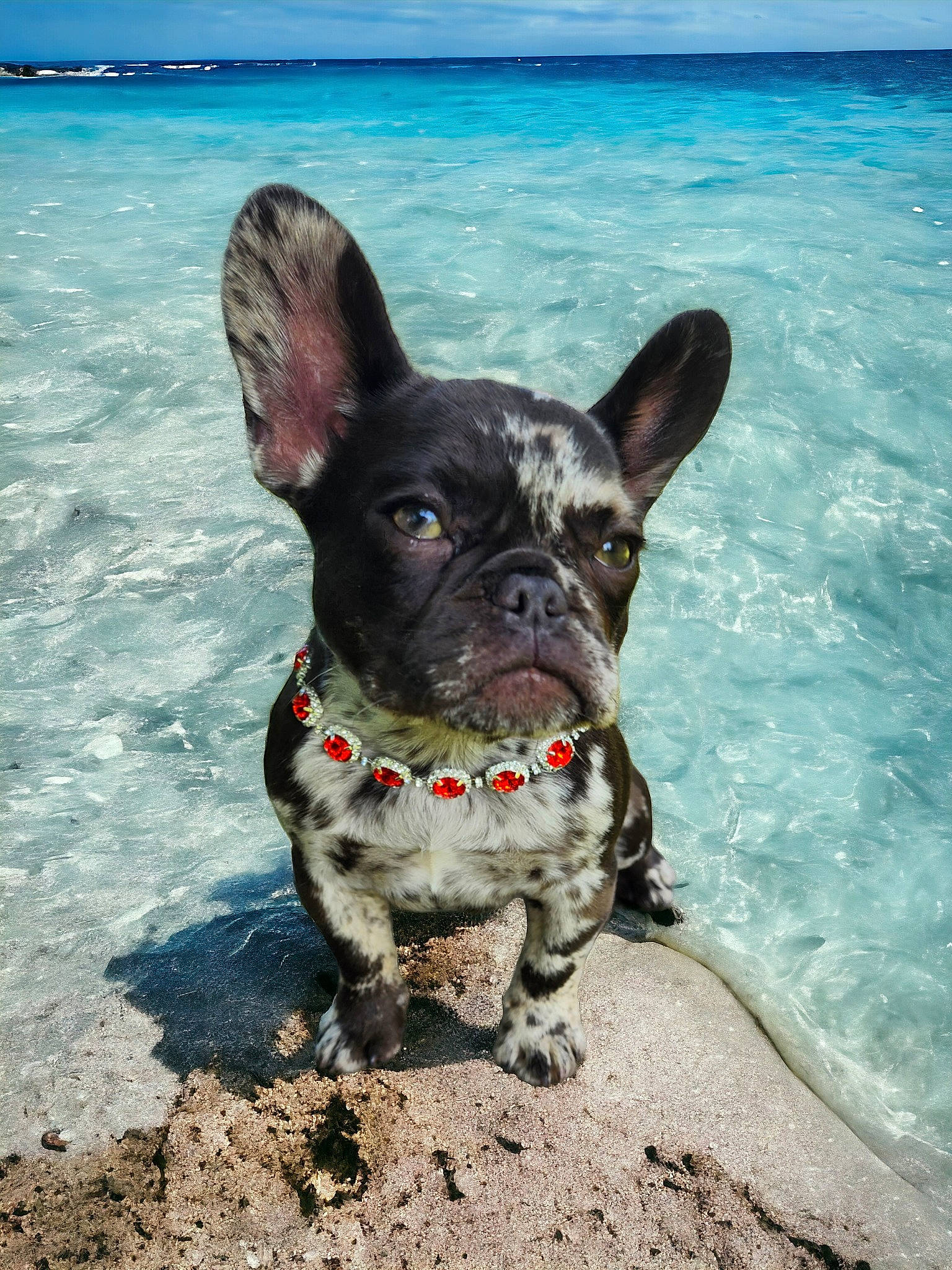 Ru Baby joined the competition — help win amazing prizes! australian_stumpy_tail_cattle_dog, beach, blue, canidae, carnivore, collar, companion_dog, dog, dog_breed, dog_collar, fawn, ocean, sky, snout, sporting_group, summer, tropics, vacation, water, working_animal