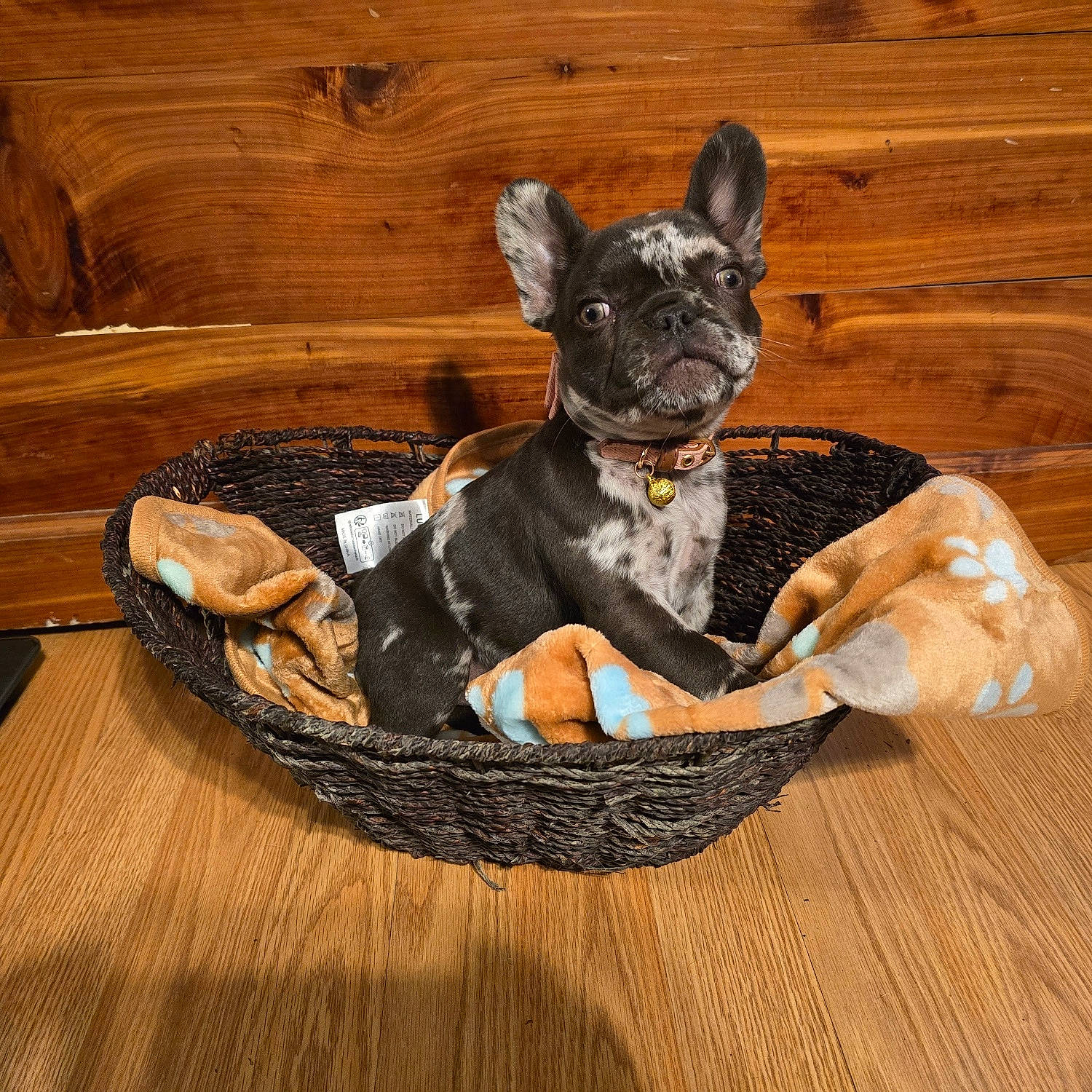 Ru Baby joined the competition — help win amazing prizes! bulldog, carnivore, collar, comfort, companion_dog, dog, dog_breed, dog_collar, dog_supply, fashion_accessory, fawn, french_bulldog, hardwood, pet_supply, snout, terrier, toy_dog, wicker, wood, working_animal