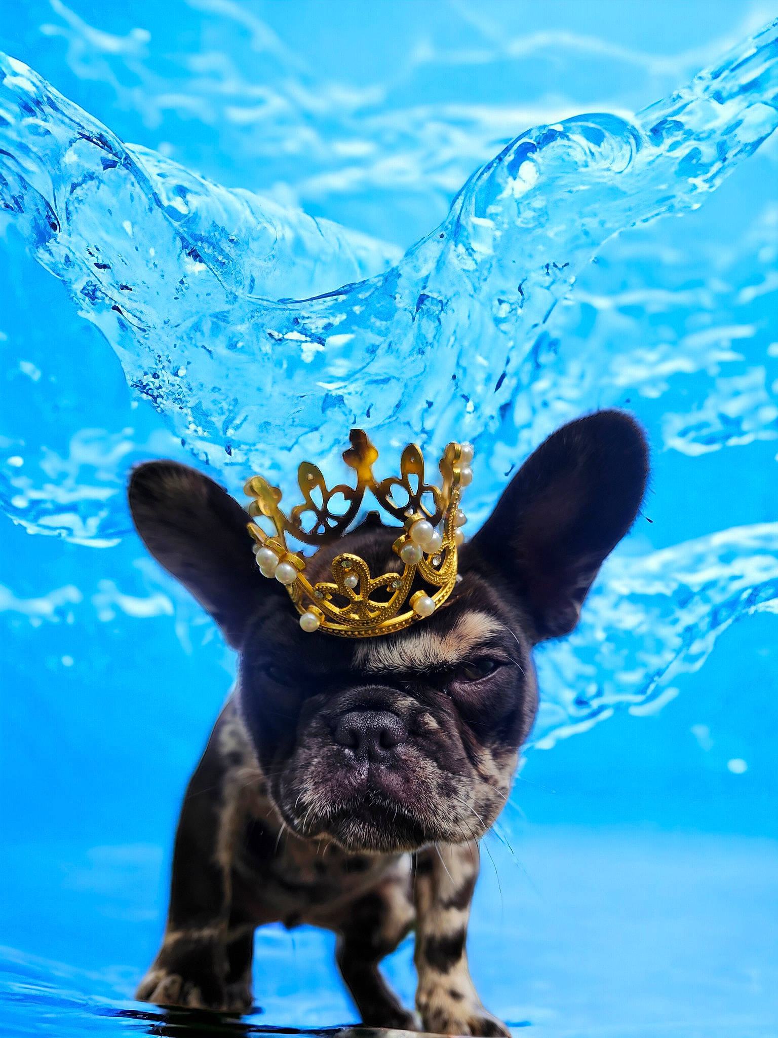 Ru Baby is registered to the contest to win money with this photo: azure, electric_blue, fashion_accessory, fawn, fun, fur, gesture, happy, insect, liquid, mammal, ocean, organism, shadow, sky, tail, toy, tree, water, wildlife