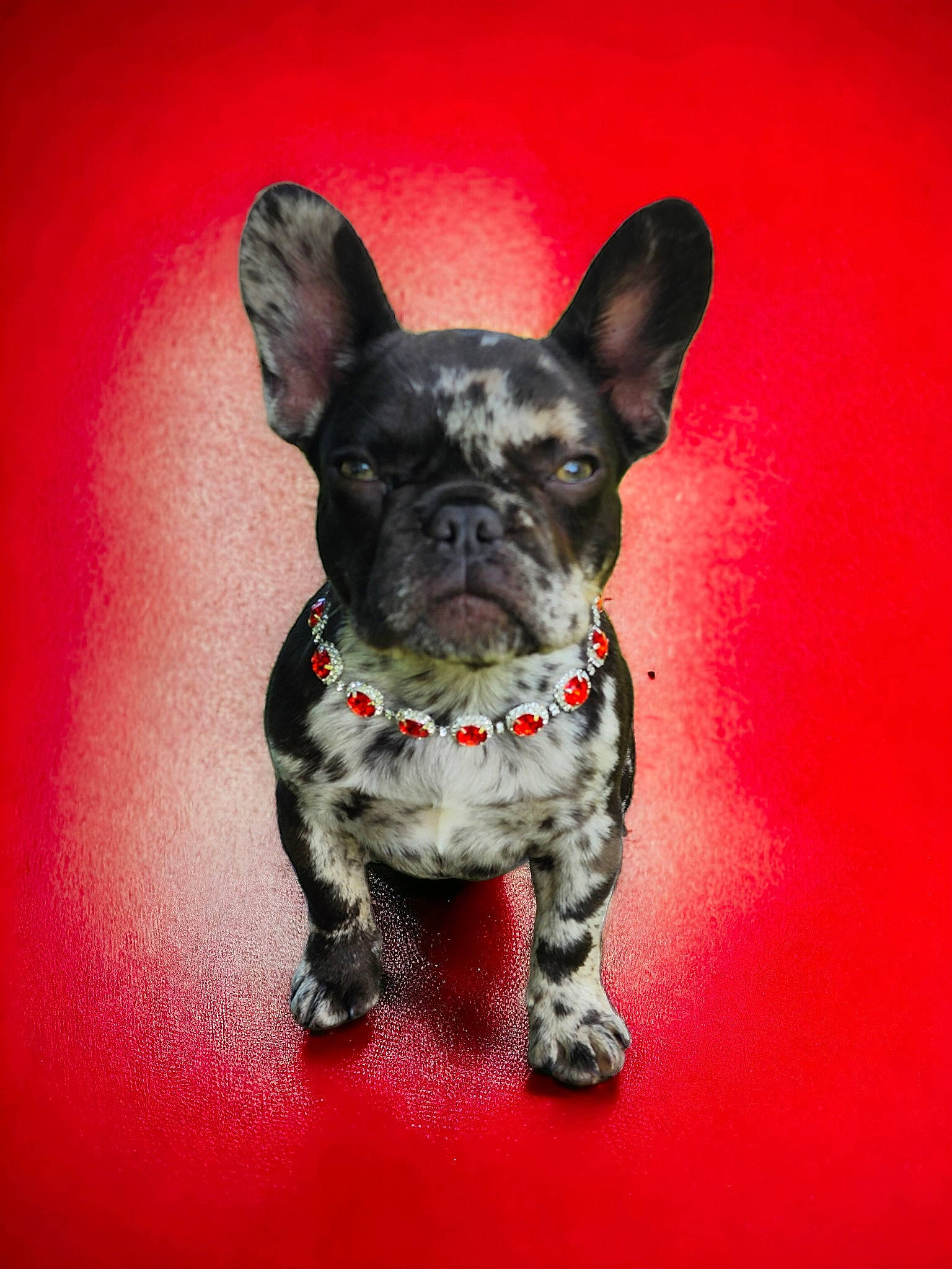 Ru Baby joined the competition — help win amazing prizes! art, canidae, carnivore, circle, companion_dog, dog, dog_breed, dog_supply, ear, fawn, paw, sculpture, snout, sporting_group, still_life_photography, tail, terrestrial_animal, toy_dog, whiskers, working_animal