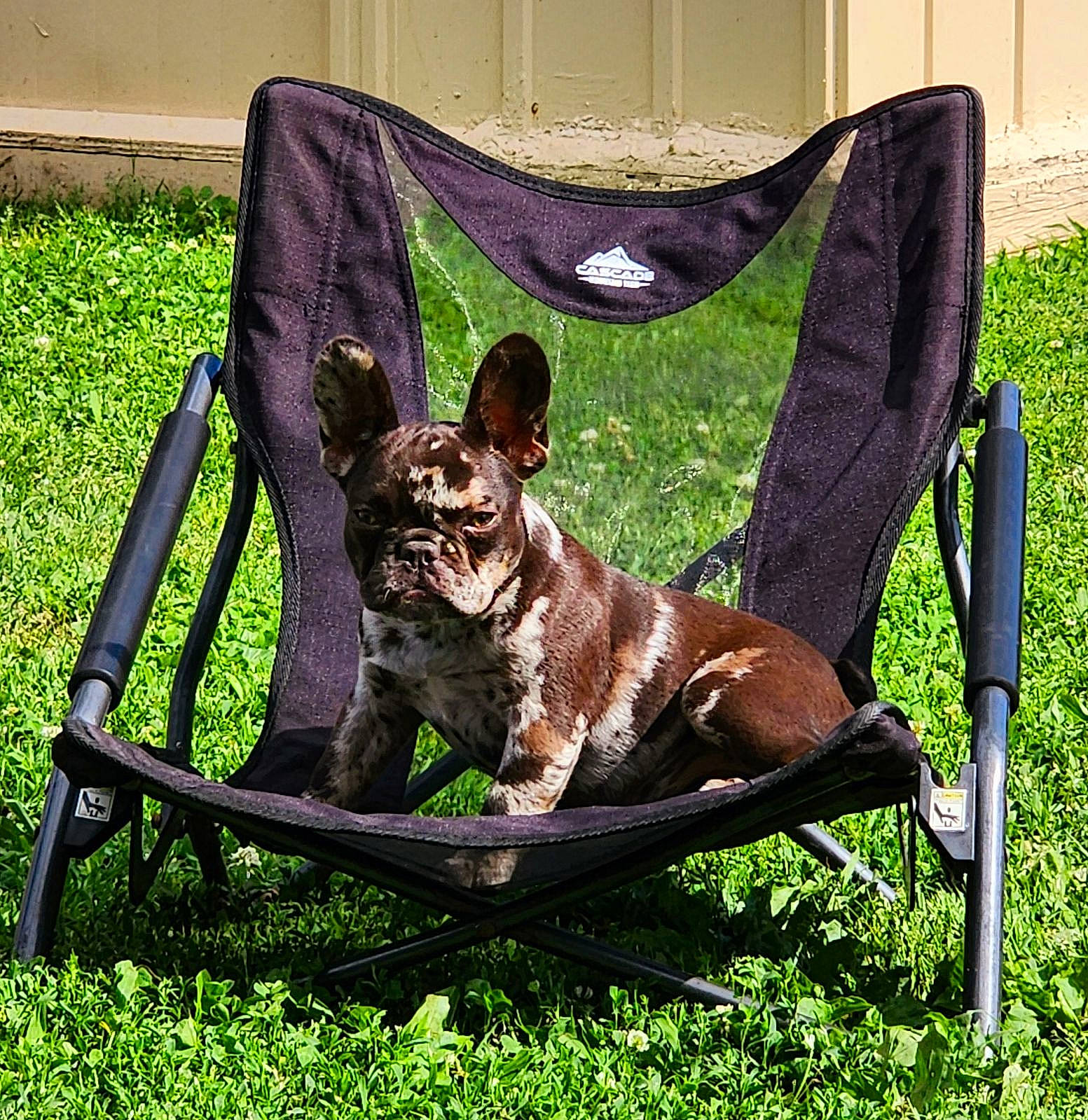 Ru Baby is registered to the contest to win money with this photo: canidae, carnivore, chair, collar, companion_dog, dog, dog_breed, dog_collar, dog_supply, fashion_accessory, fawn, grass, leash, liver, pet_supply, plant, snout, sporting_group, terrestrial_animal, working_animal