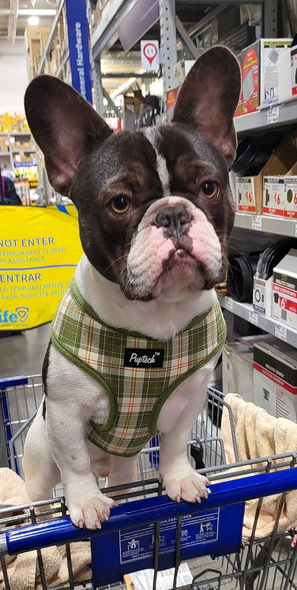 Mr. Bojangles is registered to the contest to win money with this photo: blue, boston_terrier, bulldog, carnivore, city, collar, companion_dog, dog, dog_breed, dog_collar, dog_supply, fawn, pattern, pet_supply, retail, shelf, snapshot, snout, toy_dog, working_animal