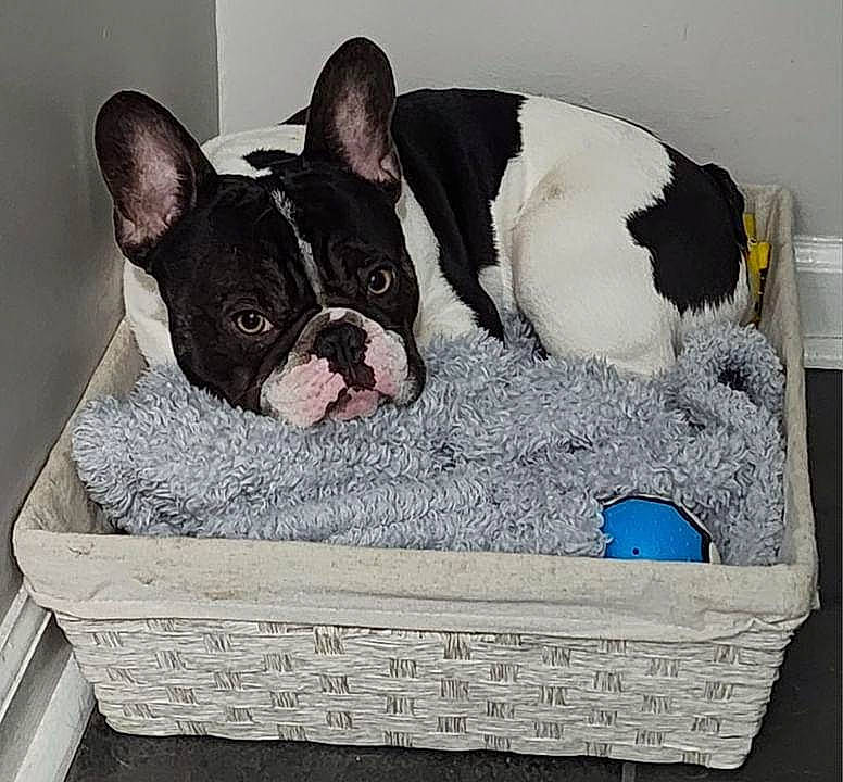 Mr. Bojangles is registered to the contest to win money with this photo: basket, boston_terrier, box, bulldog, canidae, carnivore, comfort, companion_dog, dog, dog_breed, fawn, french_bulldog, fur, grass, snout, sporting_group, terrestrial_animal, toy_dog, whiskers, working_animal