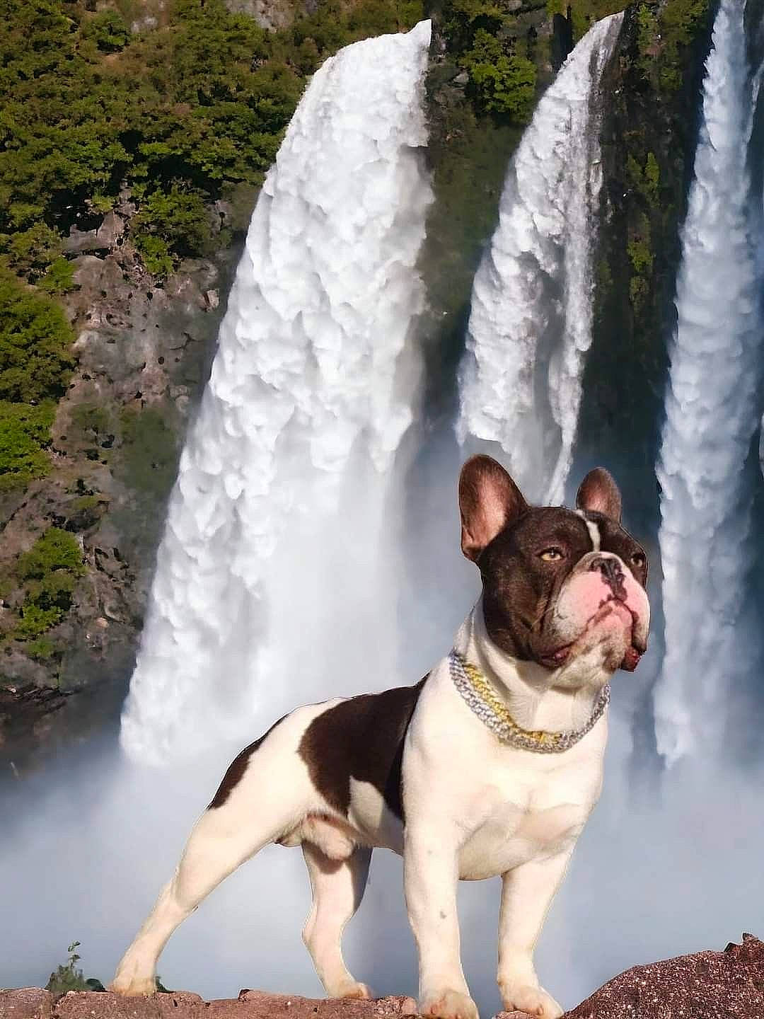 Mr. Bojangles is registered to the contest to win money with this photo: bulldog, canidae, carnivore, collar, companion_dog, dog, dog_breed, dog_collar, fawn, fluvial_landforms_of_streams, natural_landscape, plant, snout, sporting_group, stream, tail, water, water_feature, waterfall, white