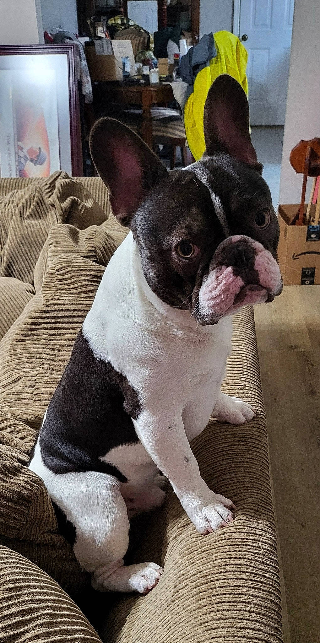 Mr. Bojangles joined the competition — help win amazing prizes! boston_terrier, canidae, carmine, carnivore, comfort, companion_dog, dog, dog_breed, ear, fawn, non_sporting_group, snout, sporting_group, terrestrial_animal, toy_dog, whiskers, working_animal