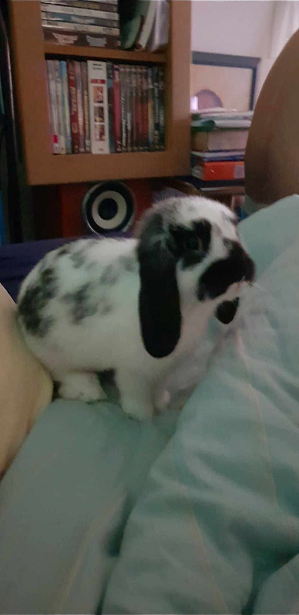 Oupette participe au concours pour gagner de l'argent avec cette photo : dog_breed, dog_breed_group, dog_like_mammal, domestic_rabbit, rabbit, rabits_and_hares, snout