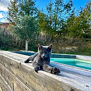 Boubi participe au concours pour gagner de l'argent avec cette photo : animal, clouds, cute, daytime, feline, gray_cat, greenery, kitten, nature, outdoor, pet, pool, portrait, relaxed, sky, stretching, sunlight, trees, wooden_ledge, young_cat