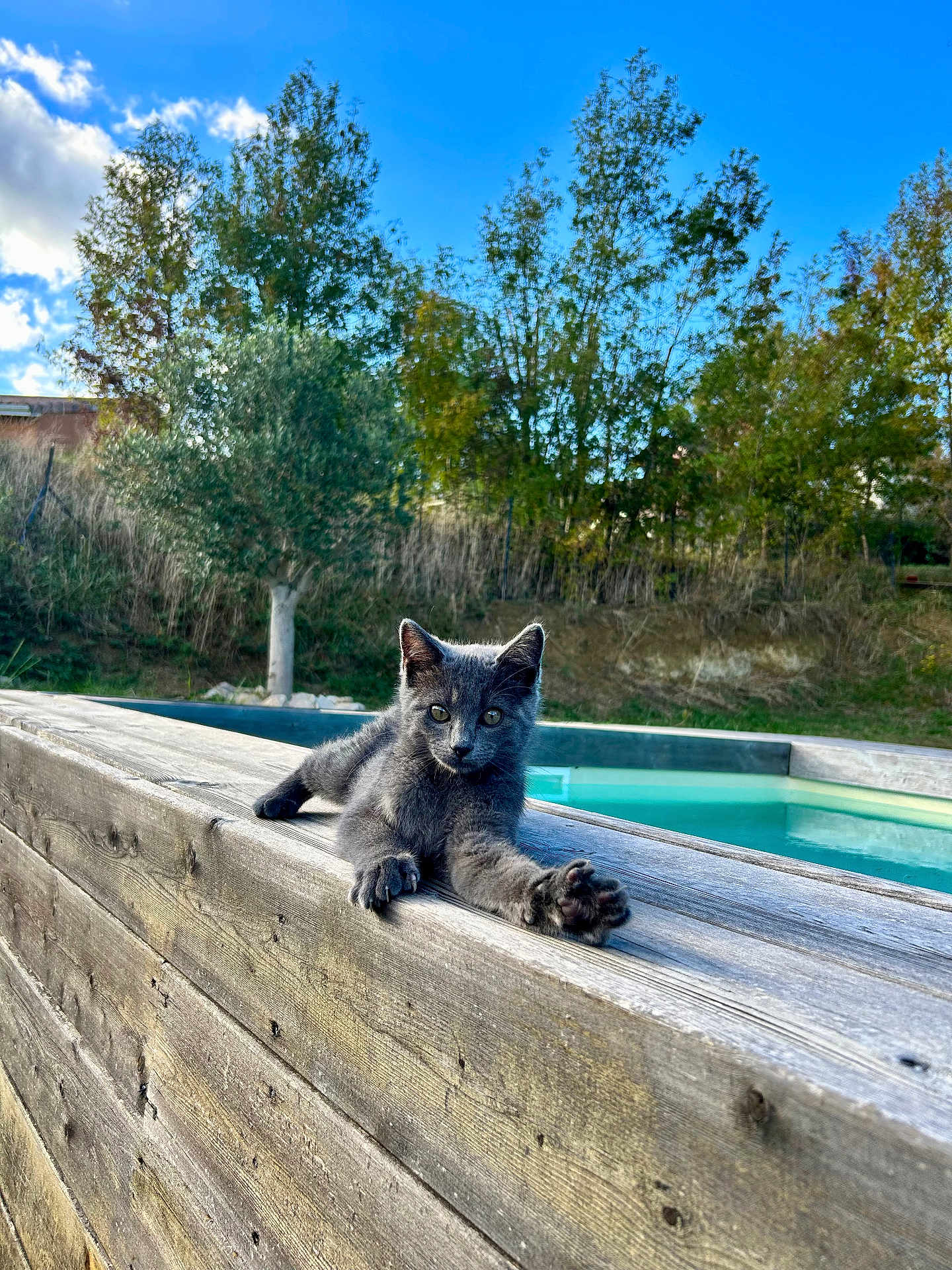 Boubi participe au concours pour gagner de l'argent avec cette photo : animal, clouds, cute, daytime, feline, gray_cat, greenery, kitten, nature, outdoor, pet, pool, portrait, relaxed, sky, stretching, sunlight, trees, wooden_ledge, young_cat