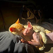 Wendy Et Roméo participe au concours pour gagner de l'argent avec cette photo : affection, animal, cat, closeup, companion, couch, cozy, cuddling, feline, fur, ginger_cat, hairless_cat, indoor, pets, pillow, resting, sphynx_cat, sunlight, warm_light, wrinkles