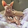 Wendy participe au concours pour gagner de l'argent avec cette photo : cat, sphynx_cat, hairless, pet, animal, wrinkled_skin, large_ears, closed_eyes, sleeping, relaxed, lying_down, blanket, plush, pastel, indoor, couch, portrait, cute, feline, warm_lighting