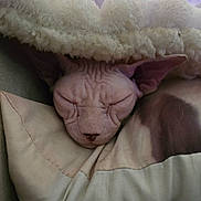 Wendy a rejoint le concours — aidez-le/la à gagner de superbes lots ! cat, hairless_cat, sphynx_cat, sleeping, resting, face, ears, nose, wrinkles, pink, blanket, pillow, cushion, cozy, indoors, close_up, portrait, pet, soft_fabric, relaxed