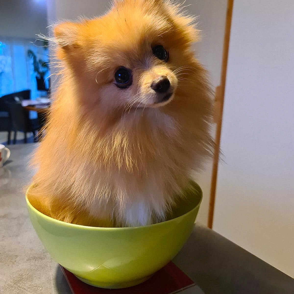 Pins a rejoint le concours — aidez-le/la à gagner de superbes lots ! animal, bowl, companion, cozy, curious, cute, dog, domestic, fluffy, fur, head_tilt, household, indoor, kitchen, orange_fur, pet, pomeranian, scale, small_dog, table
