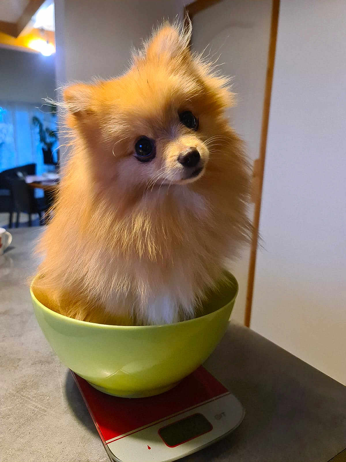 Pins a rejoint le concours — aidez-le/la à gagner de superbes lots ! dog, pomeranian, bowl, scale, cute, fluffy, pet, indoor, table, curious, head_tilt, fur, kitchen, domestic, animal, small_dog, household, cozy, orange_fur, companion