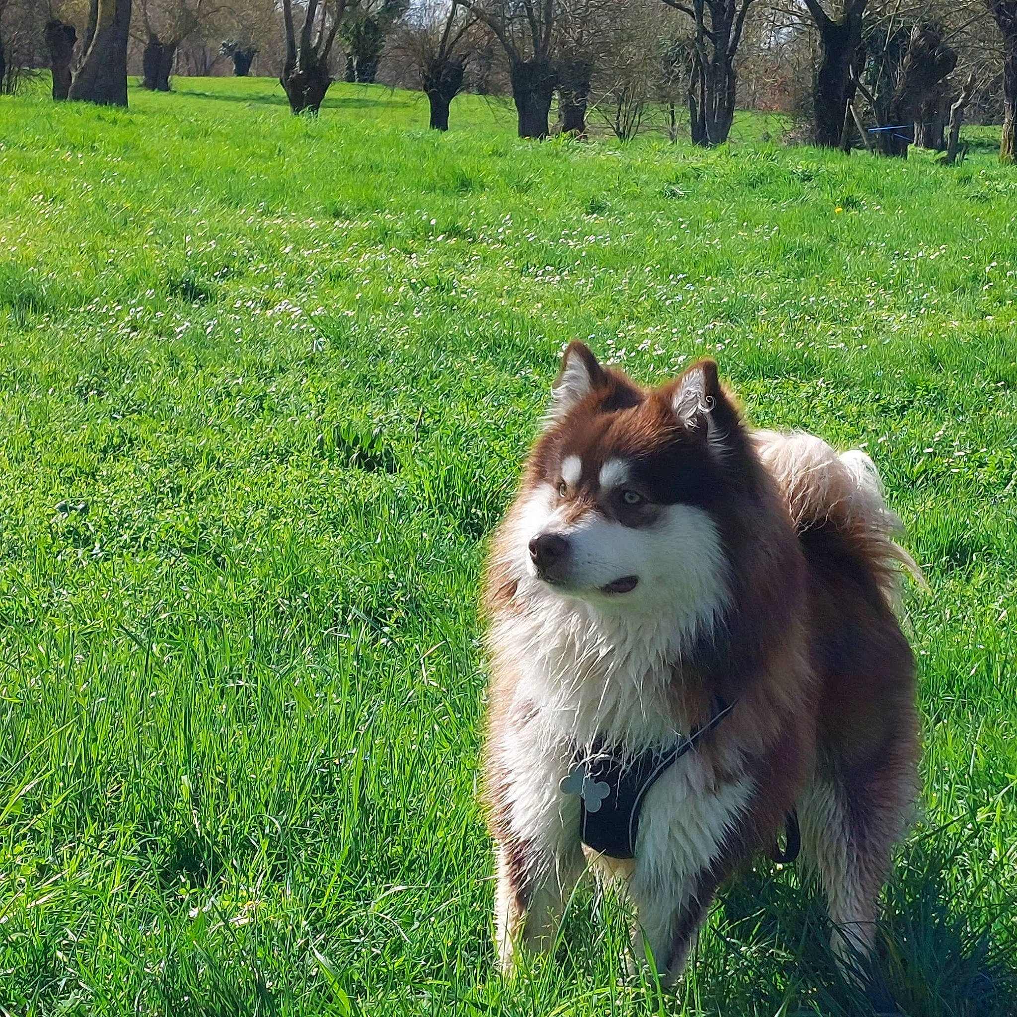Tsüko participe au concours pour gagner de l'argent avec cette photo : canidae, carnivore, collie, companion_dog, dog, dog_breed, fawn, grass, grassland, groundcover, herding_dog, pasture, plant, rough_collie, scotch_collie, shetland_sheepdog, snout, sporting_group, terrestrial_animal, tree
