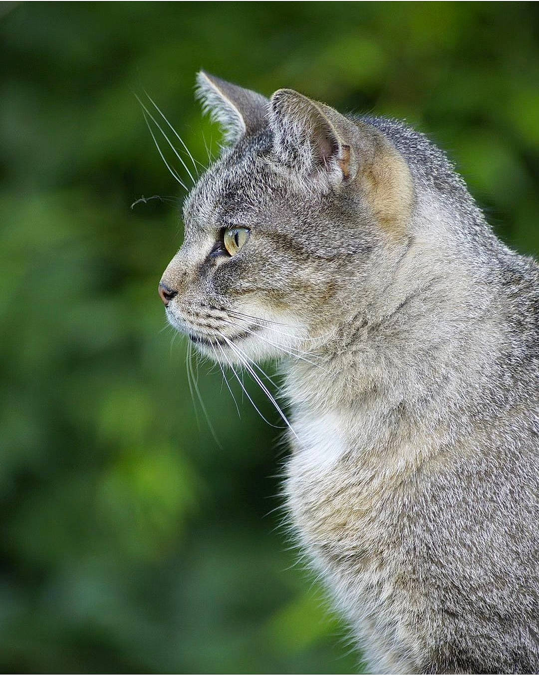 Maurice 8mois participe au concours pour gagner de l'argent avec cette photo : carnivore, cat, domestic_short_haired_cat, felidae, fur, grass, small_to_medium_sized_cats, snout, tail, terrestrial_animal, whiskers, wildlife