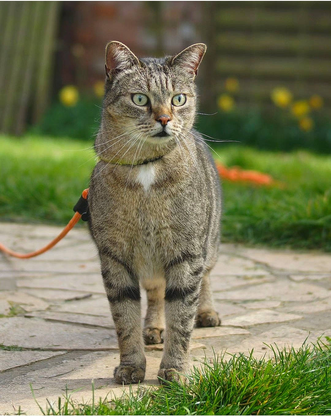 Maurice 8mois participe au concours pour gagner de l'argent avec cette photo : carnivore, cat, claw, domestic_short_haired_cat, eye, felidae, fur, grass, paw, plant, sitting, small_to_medium_sized_cats, snout, tail, terrestrial_animal, whiskers, wildlife