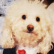 Rusty is registered to the contest to win money with this photo: adorable, animal, canine, closeup, curly_fur, cute, dog, domestic_animal, expression, face, fluffy, formal_clothing, furry, indoor, looking_up, pet, portrait, red_tie, soft_texture, white_dog