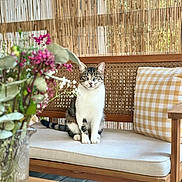 Snoopy participe au concours pour gagner de l'argent avec cette photo : cat, tabby_cat, bench, cushion, pillow, wooden_furniture, flowers, vase, indoor, decor, plant, wooden_floor, pet, animal, sitting, striped, green_eyes, cozy, relaxed, natural_light