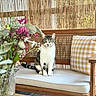 cat, tabby_cat, bench, cushion, pillow, wooden_furniture, flowers, vase, indoor, decor, plant, wooden_floor, pet, animal, sitting, striped, green_eyes, cozy, relaxed, natural_light