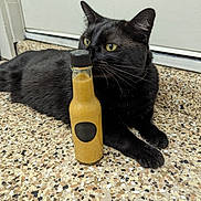 Toothless joined the competition — help win amazing prizes! black_cat, cat, bottle, floor, indoor, curious, pet, animal, mustard, container, sniffing, feline, domestic_cat, closeup, laying_down, yellow_eyes, whiskers, texture, speckled_floor, quiet