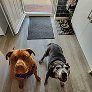 Tigger joined the competition — help win amazing prizes! animal, dog, dogs, door, empty_bowls, floor, food_bowls, gray_muzzle, home, indoor, kitchen, light, looking_up, mat, pet, purple_harness, shadow, tile_wall, two_animals, wood_floor