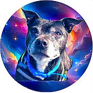 Tigger is registered to the contest to win money with this photo: animal, blue_collar, canine, closeup, colorful, cosmic_background, digital_art, dog, ears, fantasy, fur, mammal, nebula, pet, portrait, snout, space, stars, vibrant, whiskers