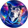 Tigger is registered to the contest to win money with this photo: animal, blue_collar, canine, closeup, colorful, cosmic_background, digital_art, dog, ears, fantasy, fur, mammal, nebula, pet, portrait, snout, space, stars, vibrant, whiskers
