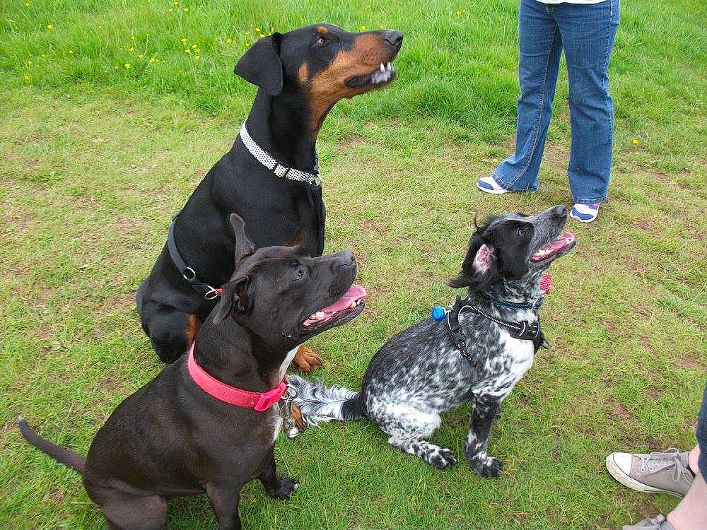 Pandora joined the competition — help win amazing prizes! canidae, carnivore, collar, companion_dog, dog, dog_breed, dog_collar, dog_supply, fashion_accessory, grass, guard_dog, gun_dog, hunting_dog, leash, liver, pet_supply, snout, sporting_group, working_animal, working_dog