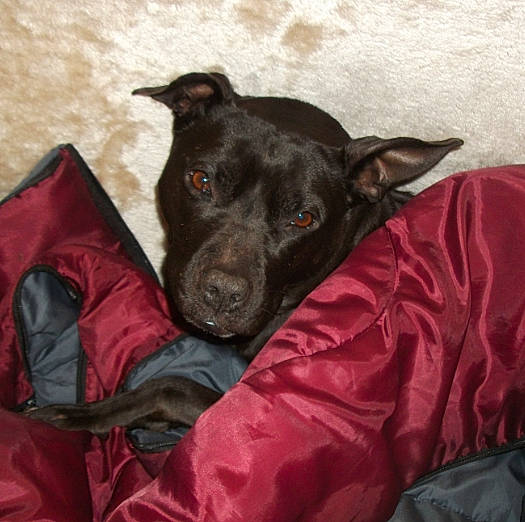 Pandora is registered to the contest to win money with this photo: bed, borador, canidae, carnivore, collar, comfort, companion_dog, dog, dog_breed, dog_collar, dog_supply, fur, guard_dog, linens, non_sporting_group, snout, sporting_group, whiskers, working_animal, working_dog