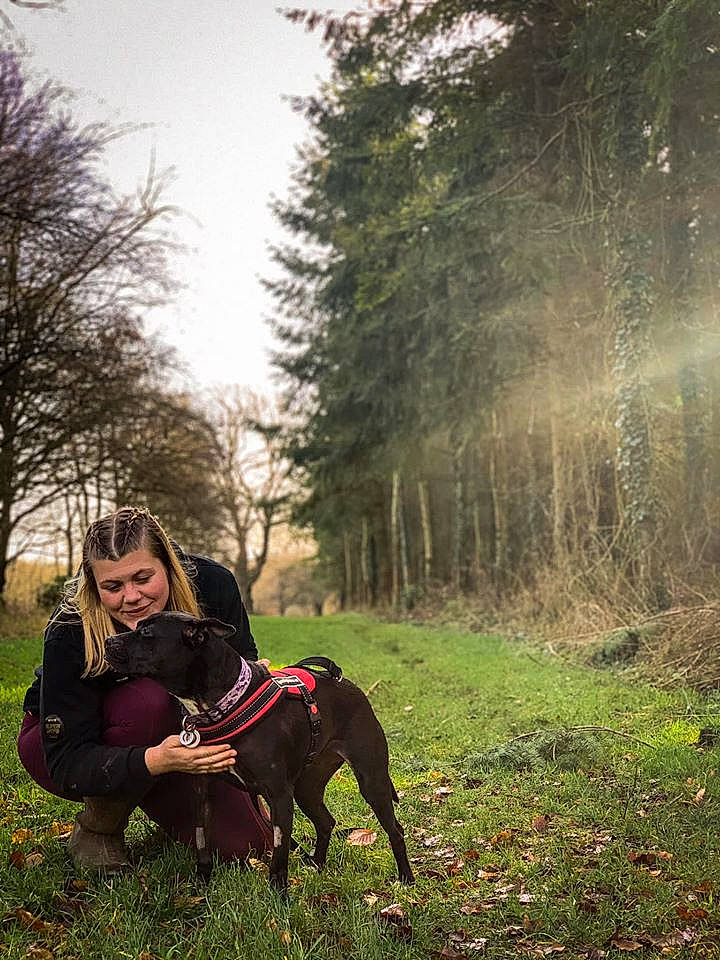 Pandora is registered to the contest to win money with this photo: carnivore, companion_dog, dog, dog_breed, fashion_accessory, fawn, forest, grass, grassland, happy, landscape, leisure, people_in_nature, plant, recreation, sky, sporting_group, tree, wood, woodland