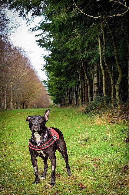 Pandora joined the competition — help win amazing prizes! canidae, carnivore, collar, companion_dog, dog, dog_breed, dog_collar, dog_supply, fawn, forest, grass, guard_dog, plant, sky, sporting_group, tail, tree, wood, woodland, working_animal